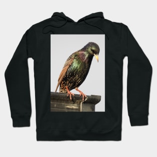 Starling Hoodie